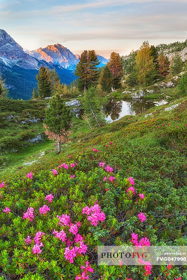 Flowering rhododendrons near Falzarego pass, Cortina d'Ampezzo, dolomites, Veneto, Italy, Europe

