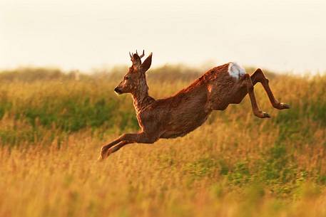 Roe deer (Capreolus capreolus) running in spring