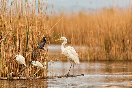 Little Egret, Great Egret, Cormorant