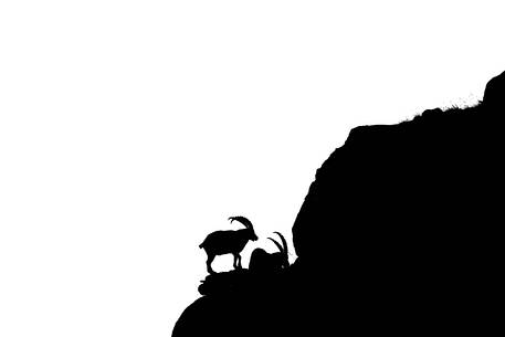 Alpine Ibex, capra ibex, black and white