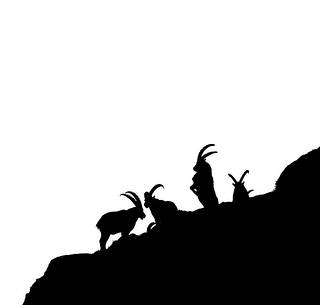 Alpine Ibex, capra ibex, black and white