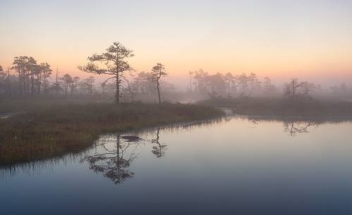 Foggy summer sunrise in Kakerdaja bog