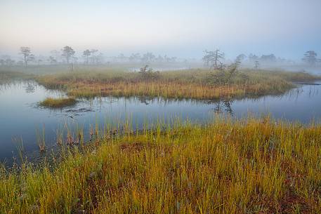 Foggy summer sunrise in Kakerdaja bog