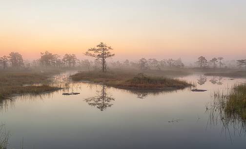 Foggy summer sunrise in Kakerdaja bog