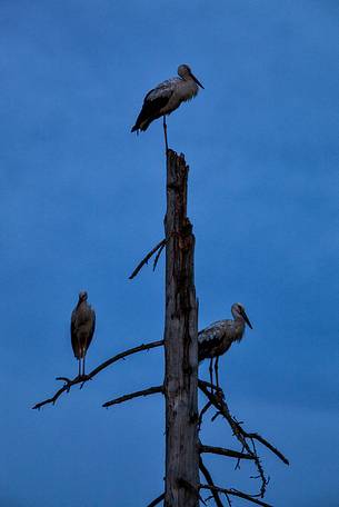 White stork in the night