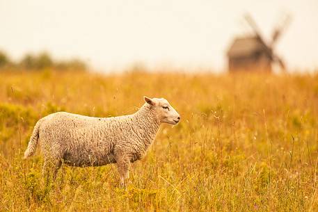 Hiiumaa sheep with the windmill