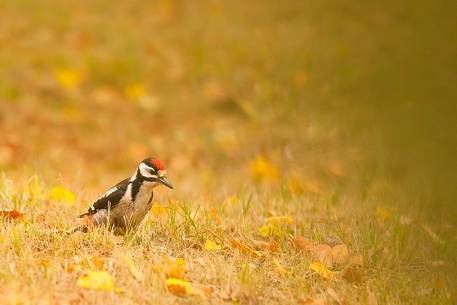 Young great spotted woodpecker 