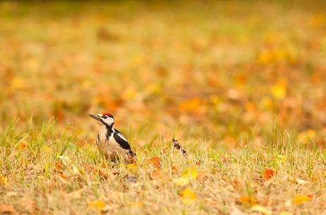 Young great spotted woodpecker 