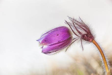 Pulsatilla in Dolomiti di Sesto Natural Park