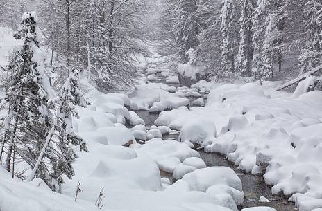winter river and forest 