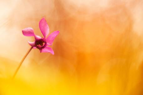 Julian Prealps Nature Park,flower Cyclamen