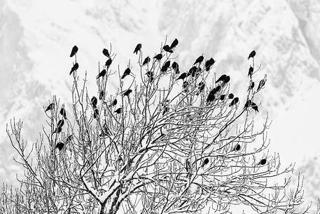 Winter sunrise in Sappada, Alpine Chough