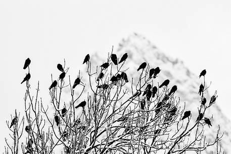 Winter sunrise in Sappada, Alpine Chough