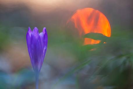 spring flowers, Crocus sativus