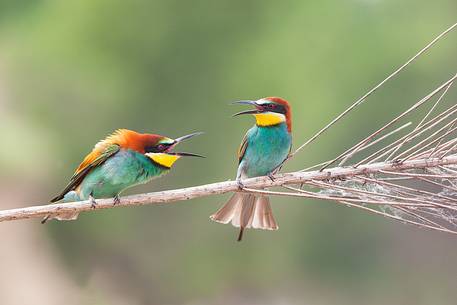 European Bee-eater, (Merops apiaster)