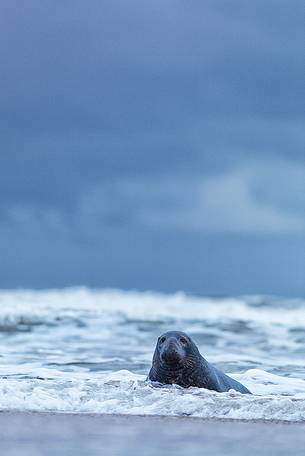 Donna Nook Nature Reserve, grey seal