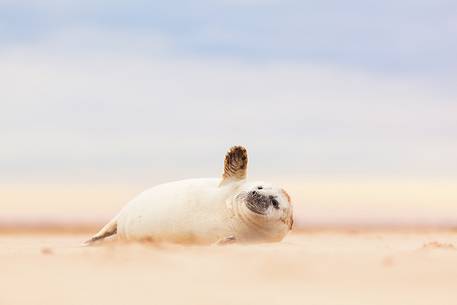 Donna Nook Nature Reserve, grey seal