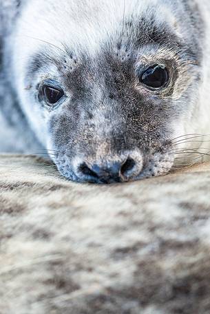 Donna Nook Nature Reserve, grey seal