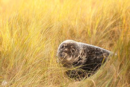 Donna Nook Nature Reserve, grey seal