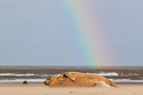 Donna Nook Nature Reserve, grey seal