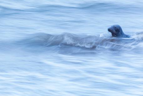 Donna Nook Nature Reserve, grey seal