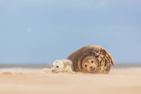 Donna Nook Nature Reserve, grey seal