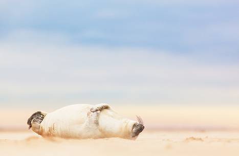 Donna Nook Nature Reserve, grey seal