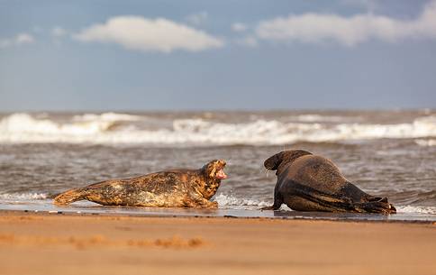 Donna Nook Nature Reserve, grey seal