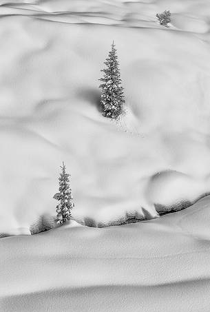 Forms and snowy fir-trees on winter landscape, Cadini Misurina Forms and snowy fir-trees on winter landscape, Cadini Misurina