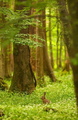 Hare in the spring forest