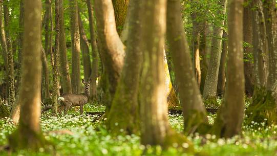 Roe deer in the spring forest