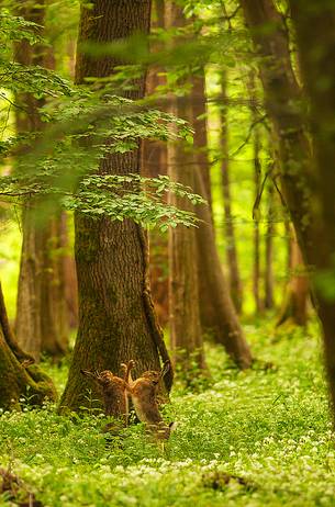 Hare in the spring forest