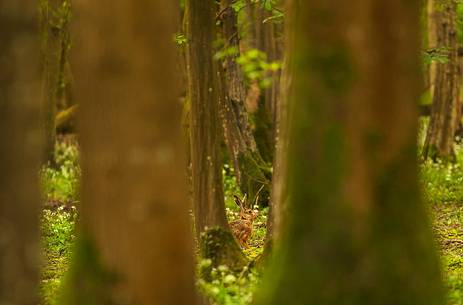 Hare in the spring forest