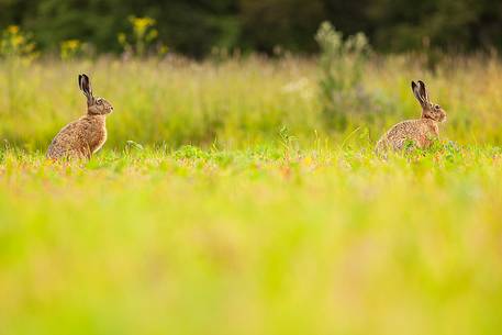 european hare ( lepus europaeus )