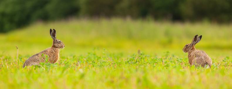 european hare ( lepus europaeus )