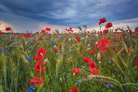 Summer fields