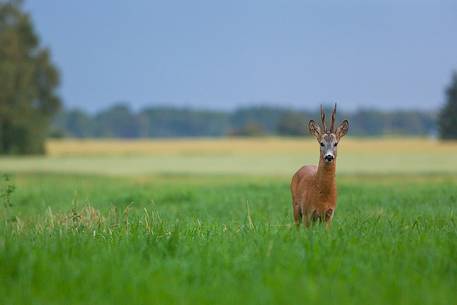  Roe deer, Capreolus capreolus