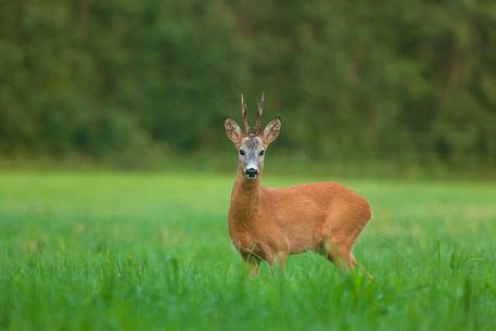  Roe deer, Capreolus capreolus