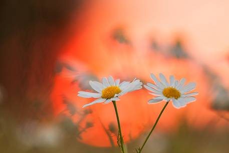 Details of Summer fields, close up  Anthemis