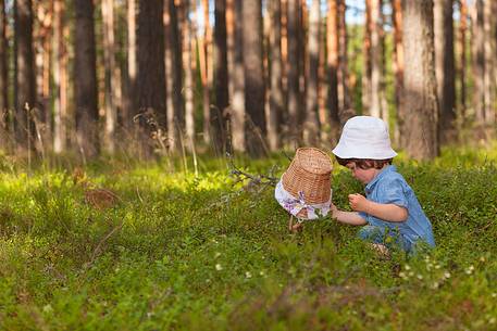 kid in the wild blueberry forest