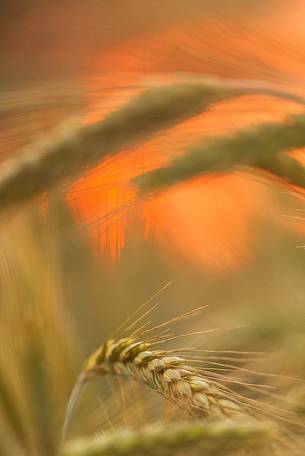 Details of Summer fields