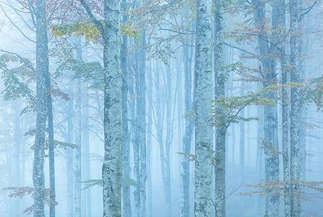 Cansiglio forest in autumn