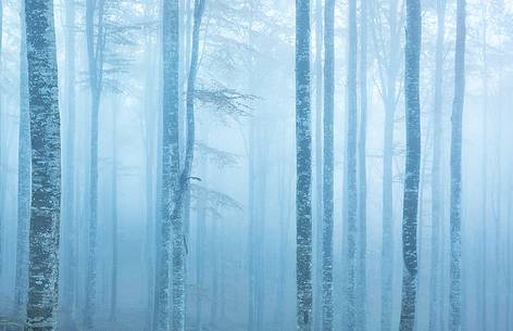 Cansiglio forest in autumn