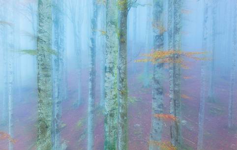 Cansiglio forest in autumn