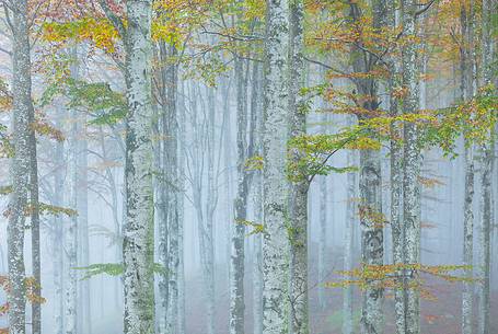 Cansiglio forest in autumn