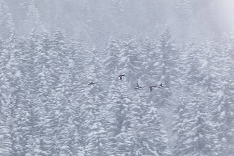 Lake Fusine in winter time, forest