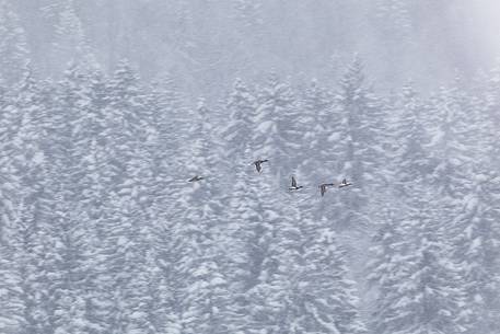 Lake Fusine in winter time, forest