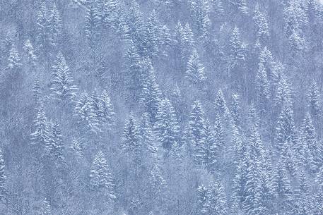 forest in winter time