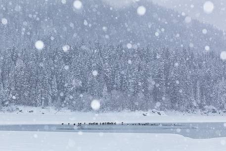 Lake Fusine in winter time