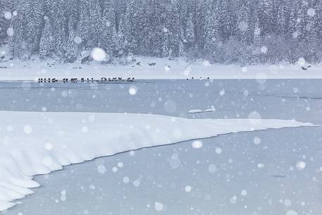 Lake Fusine in winter time